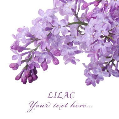 Beautiful lilac isolated on white background clipart