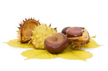 Brown chestnut nut closeup isolated clipart