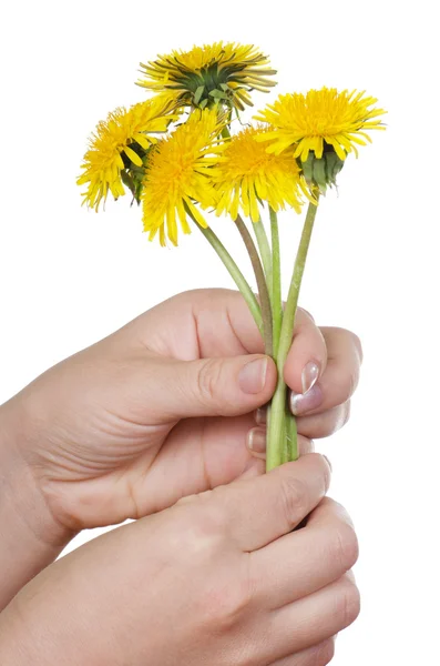 Yellow dandelion isolated on a white — Stock Photo, Image