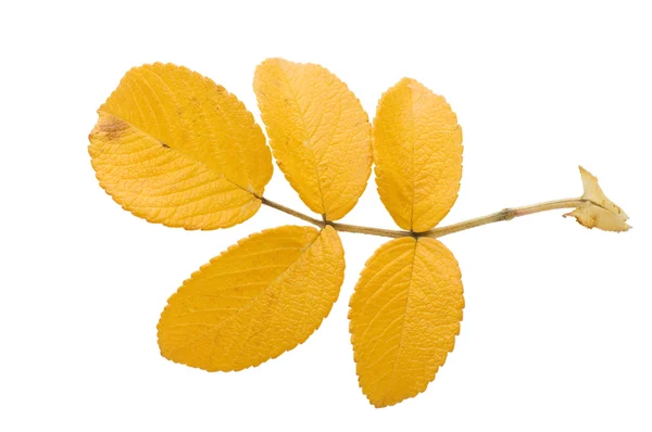 흰색 배경 위에 고립 된가 잎 — 스톡 사진