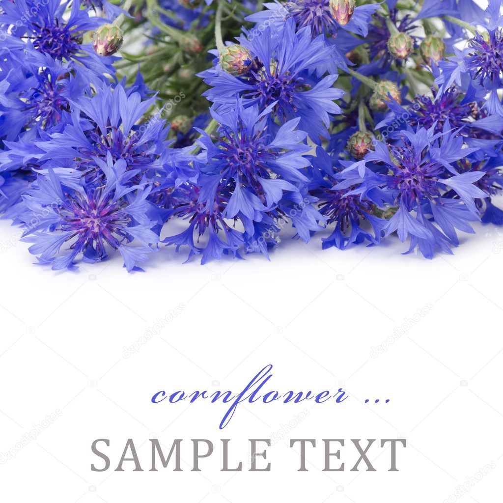 Beautiful blue cornflower