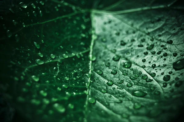 Зелений лист з краплями води — стокове фото