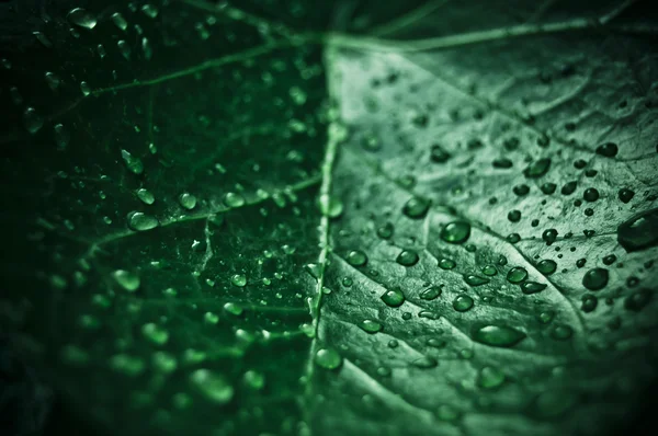 Green leaf with drops of water — Stock Photo, Image