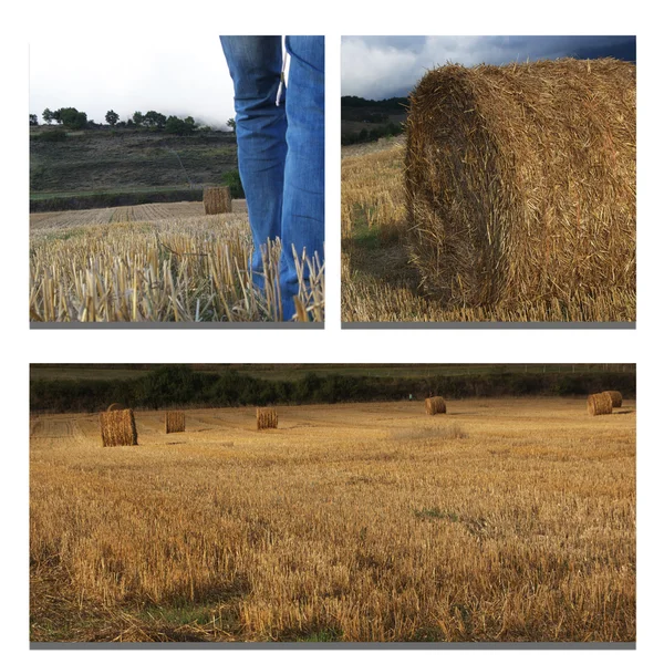 Collage landbouw conceptuele — Stockfoto
