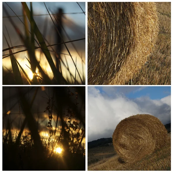 Collage agriculture — Stock Photo, Image