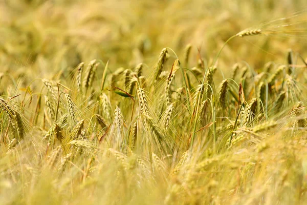 Reifer Weizen auf dem Feld — Stockfoto