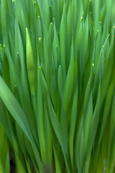 Frisches Gras — Stockfoto