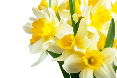 Narcissus clipart