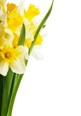 Narcissus clipart