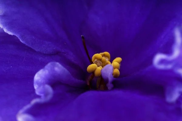 Violette — Photo