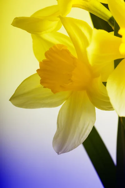 Narcis — Stock fotografie