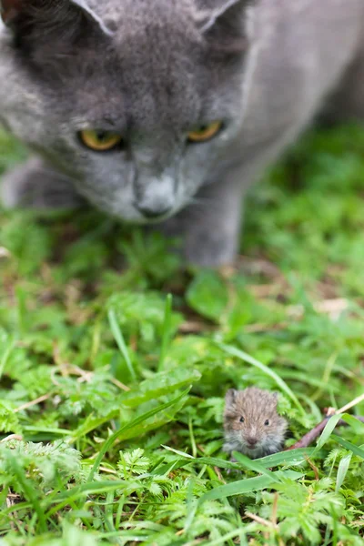 Katz und Maus — Stockfoto
