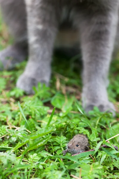 Gato e Rato — Fotografia de Stock