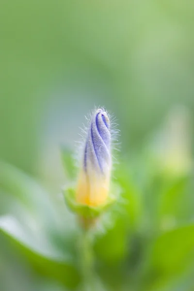 Anbud blomma — Stockfoto