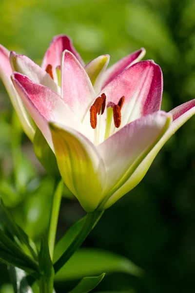 Lily en un jardín — Foto de Stock