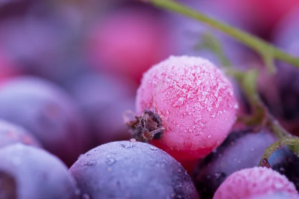 냉동된 딸기 — 스톡 사진
