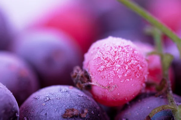 Mrożone jagody — Zdjęcie stockowe