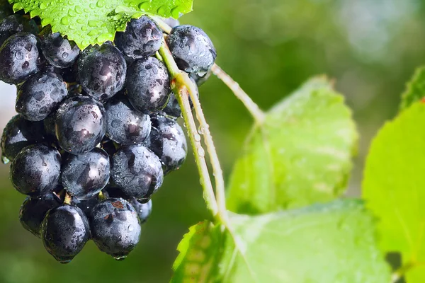 stock image Sunny, dewy grapes.