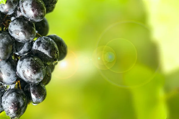 Sunny, dewy grapes. — Stock Photo, Image