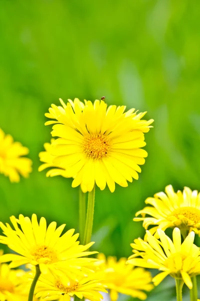 stock image Chrysanthemum