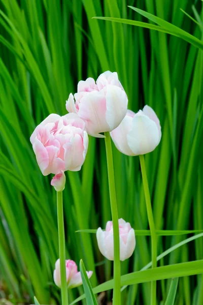 Rosa Tulips — Stock Photo, Image
