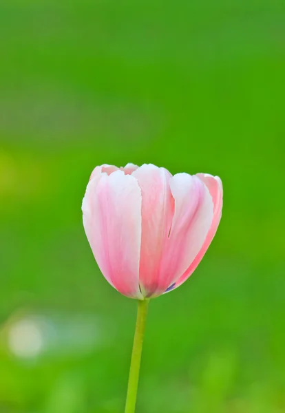 Rosa tulip — Stock Photo, Image