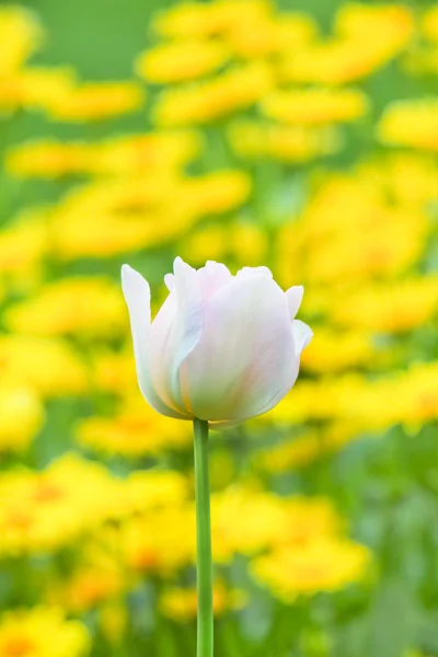 Rosa tulip — Stock Photo, Image