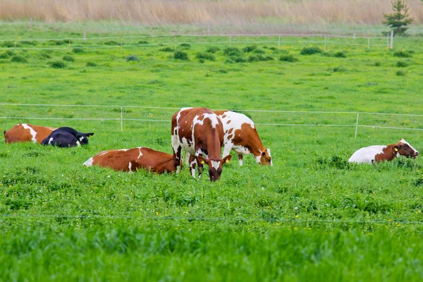 Mucche su un campo verde in Finlandia Immagini Stock Royalty Free