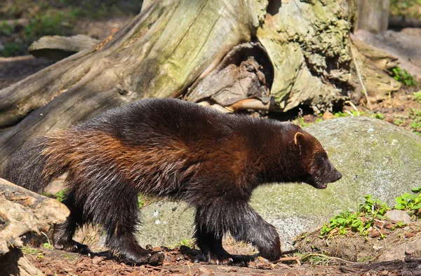 Wolverine (gulo gulo) Stock Photo by ©DennisJacobsen 70145415