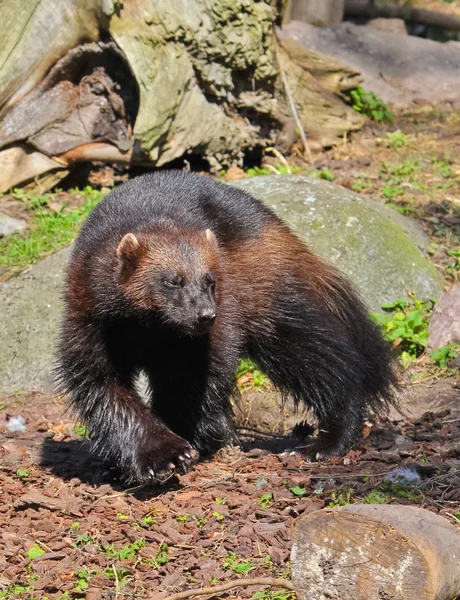 stock image Wolverines