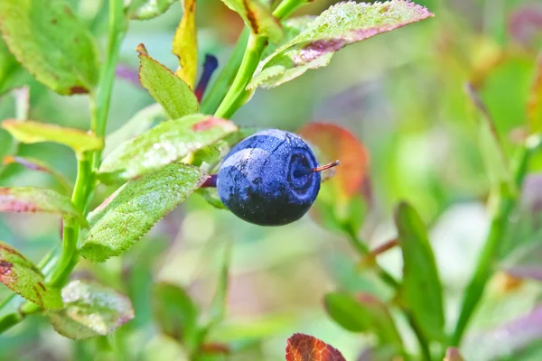 森の中の青い果実 — ストック写真