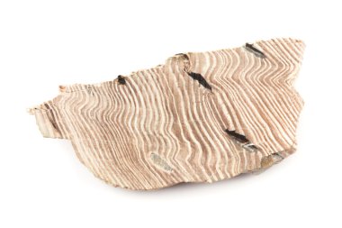 Petrified Wood clipart