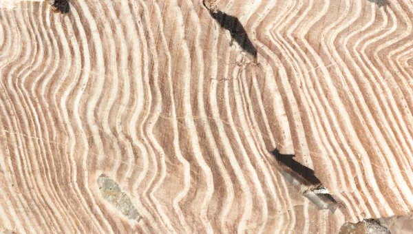 Zkamenělé dřevo closeup — Stock fotografie