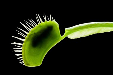 Venus flytrap clipart