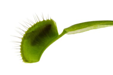 Venus flytrap clipart