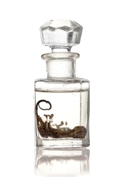 Natte specimen voor gecko — Stockfoto