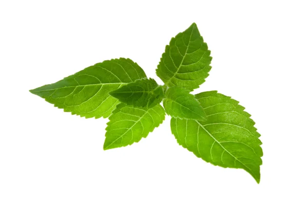 Fresh Mint Leaves — Stock Photo, Image