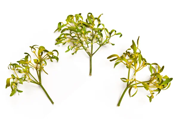 Mistletoe branches — Zdjęcie stockowe