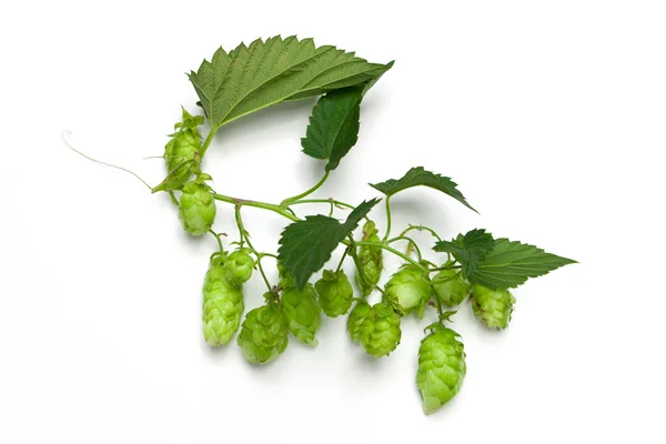 Hops branch — Stock Photo, Image