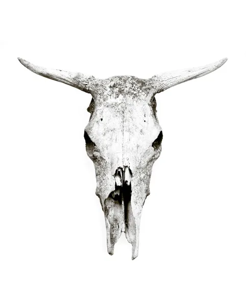 Teschio di mucca — Foto Stock