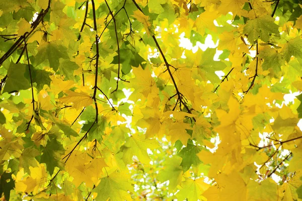 Maple in autumn — Stock Photo, Image