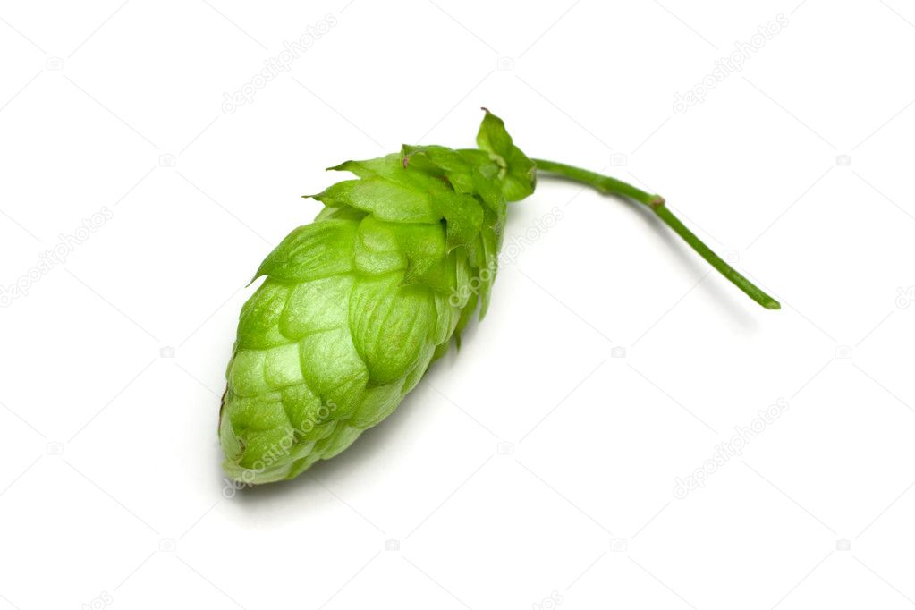 Hop cone — Stock Photo © de-kay #6046033