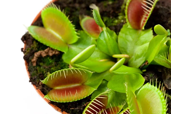 Venus flytrap într-o oală — Fotografie, imagine de stoc