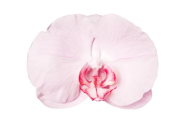 Jeden kwitnących orchidei — Zdjęcie stockowe