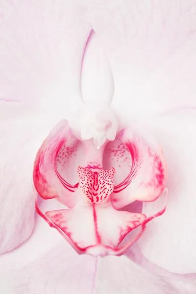 Flor de orquídea close-up — Fotografia de Stock