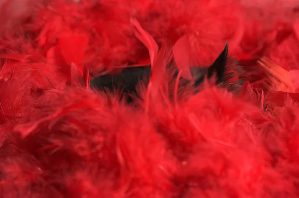 Black cat in red feathers — Stock Photo, Image
