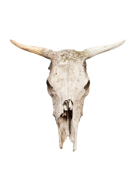 Ko skalle — Stockfoto