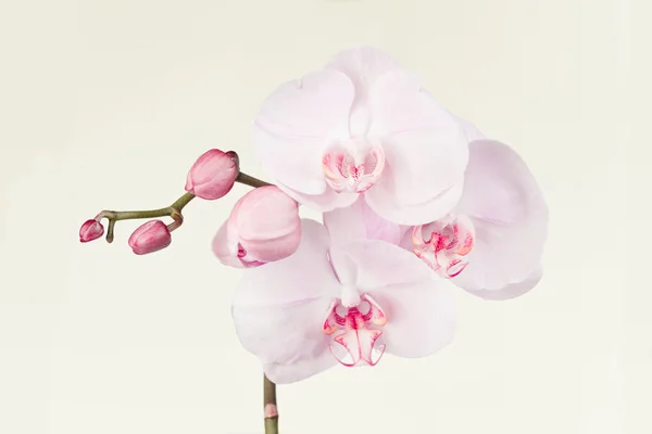 Blooming orchid — Stock Photo, Image