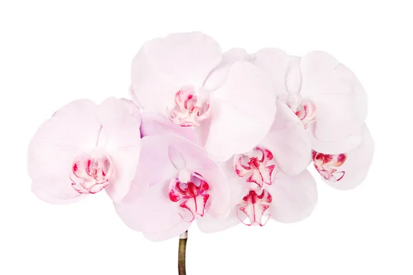 Pink blooming orchid — Stock Photo, Image