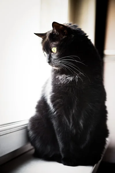 Gato negro en un alféizar de ventana — Foto de Stock